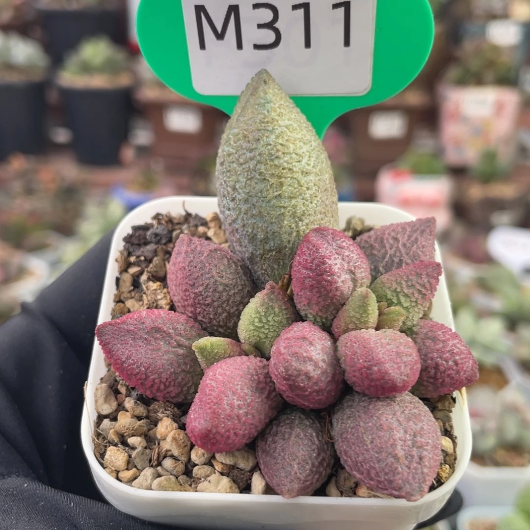 岁***?     138号服部系。 311。