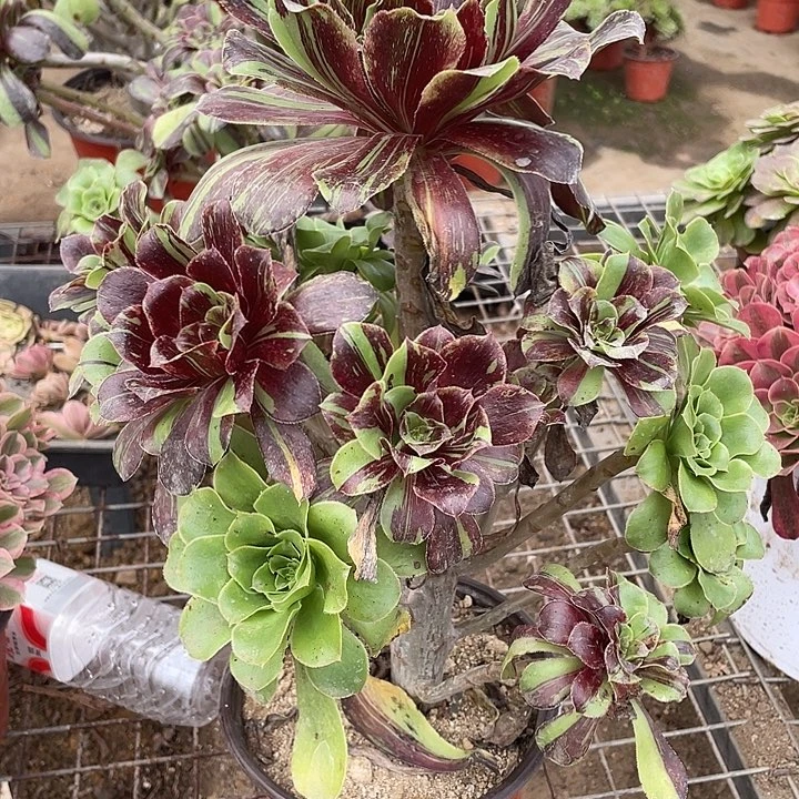 976水墨丹青多肉植物法师