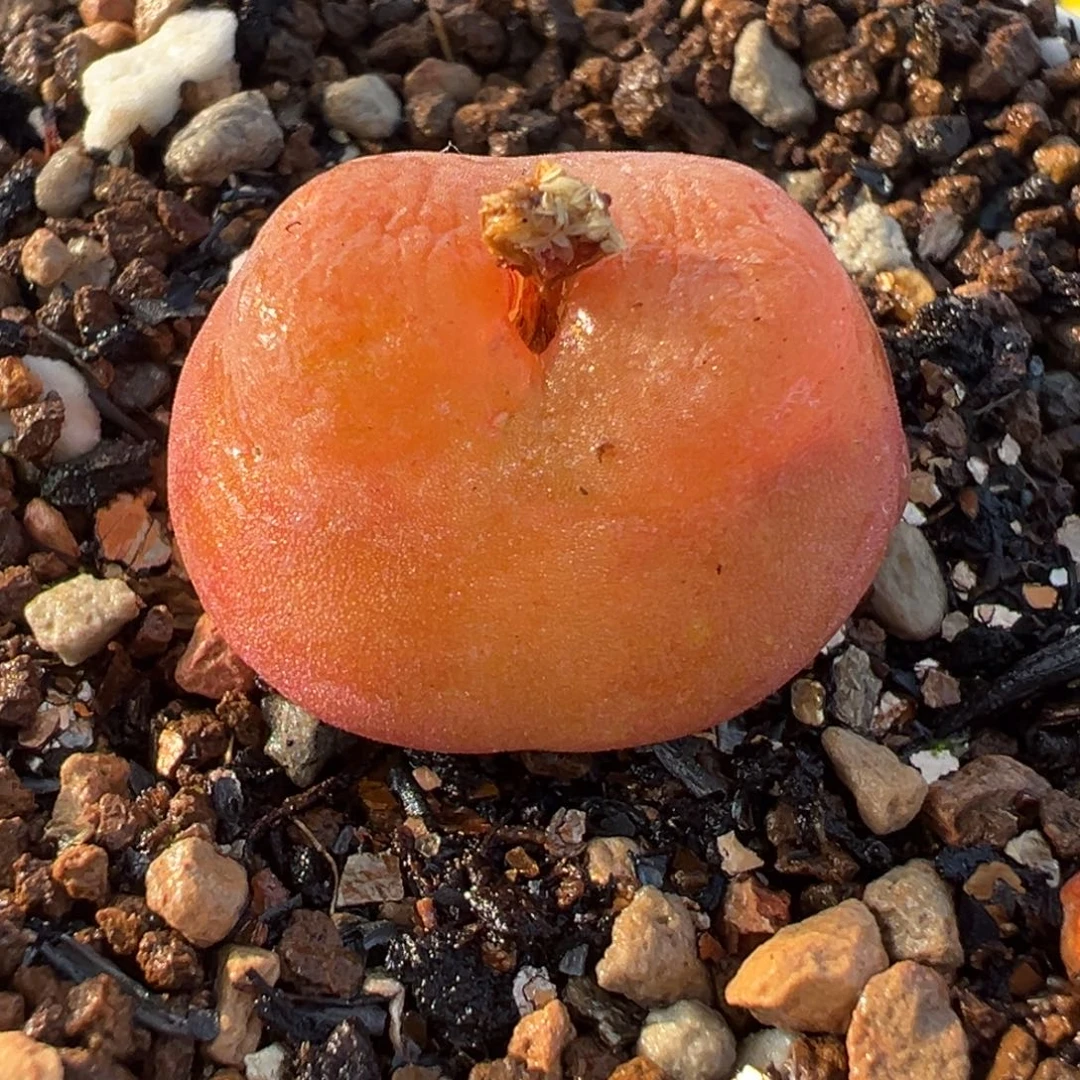 水蜜桃多肉植物盆栽栽培