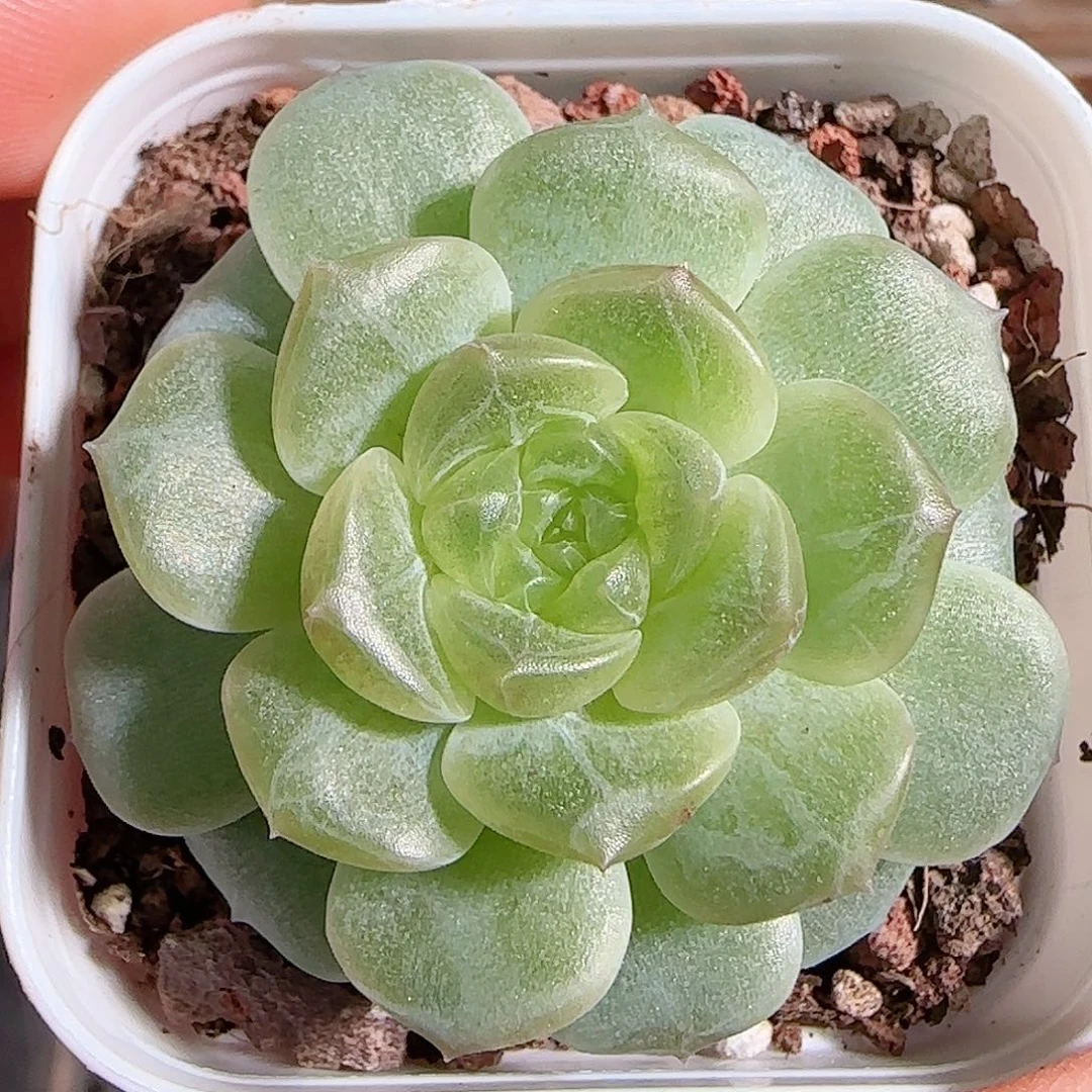 1106-----220无尽灯