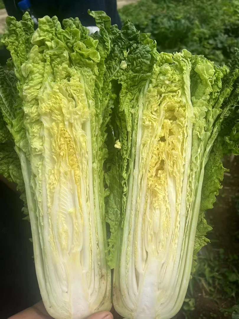贵州露天种植青口麻叶青