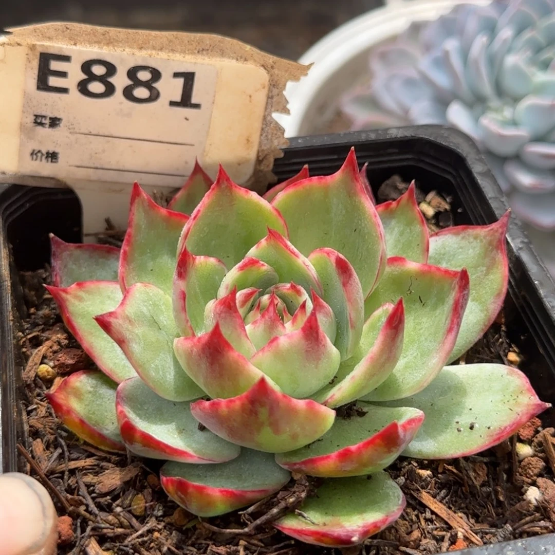 惊鸿一物一拍包装收缩花旱881