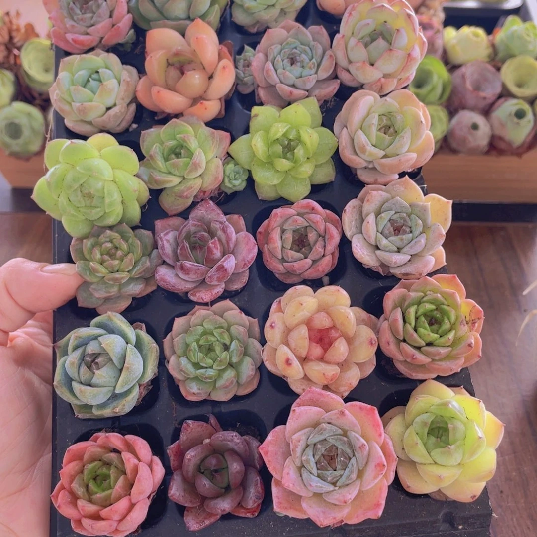 精品多肉植物混装28颗带穴盘8888
