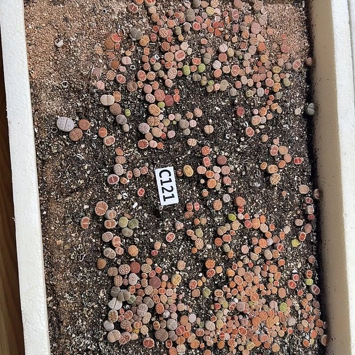 生121石花整筐脱土发货不售后