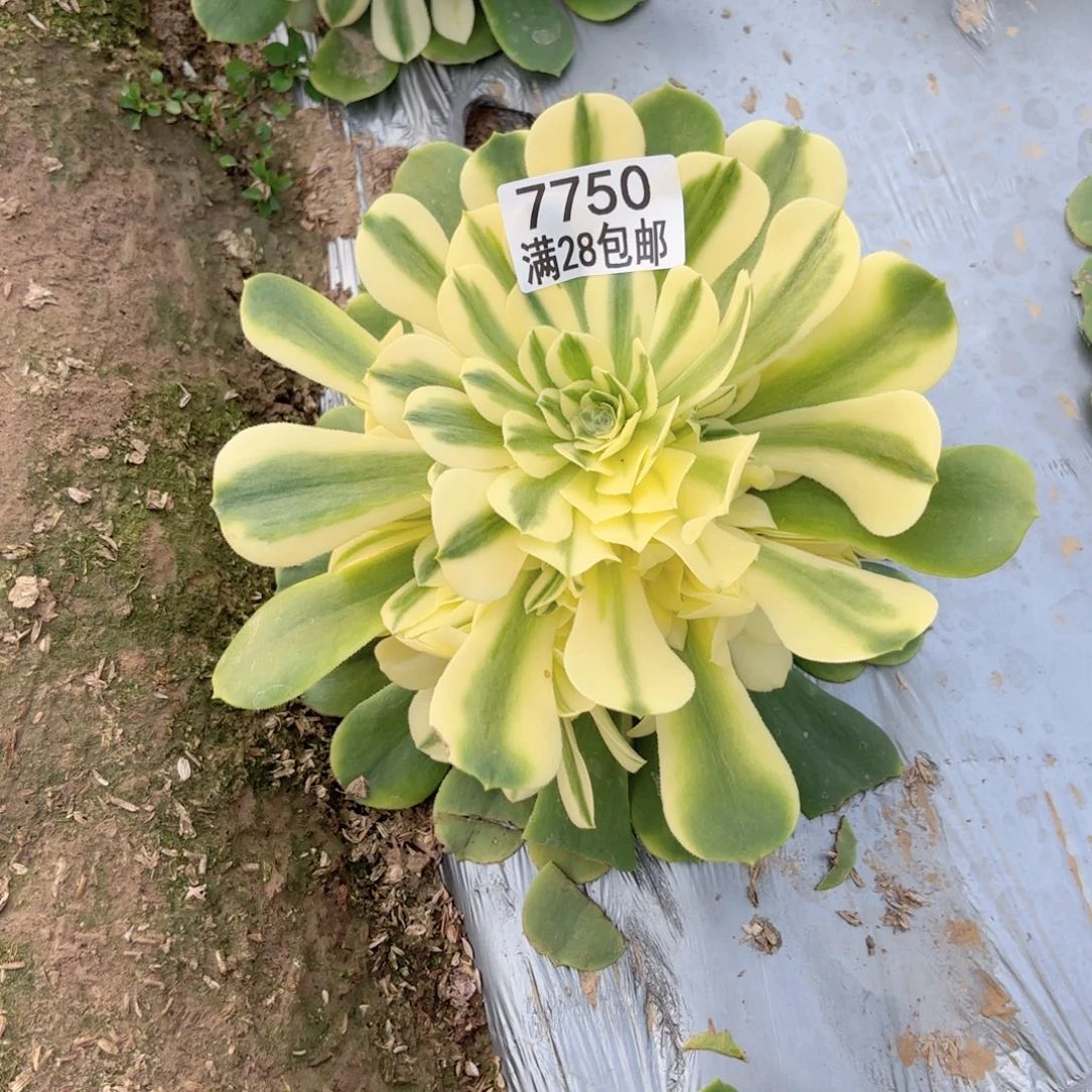 F. 7750辛尼雅多肉