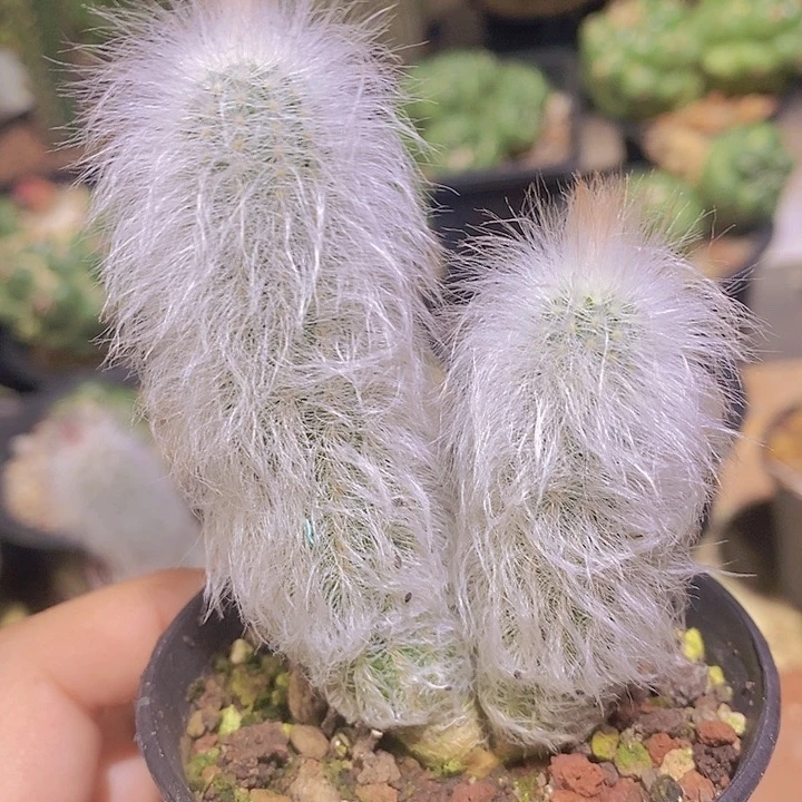 一***~白毛青花虾仙人球