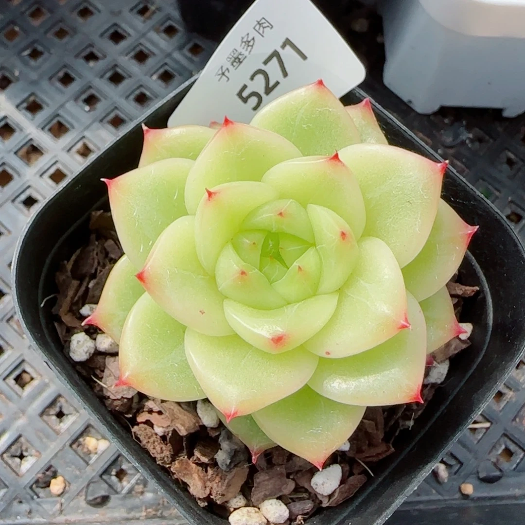 杜若珍妮，5271多肉植物