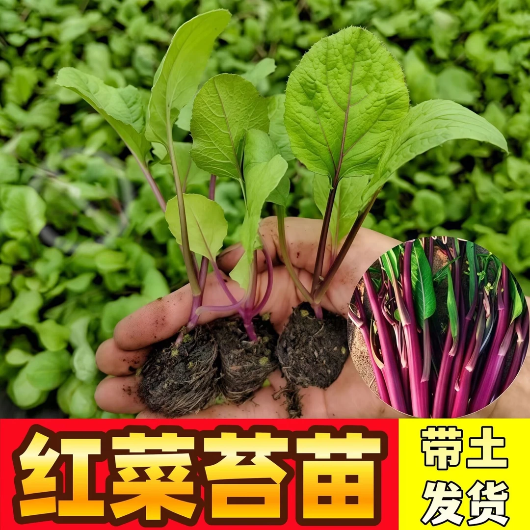 直播耐寒红菜苔苗湖北洪山早熟红油菜台秧苗秋冬蔬菜苗阳台庭院