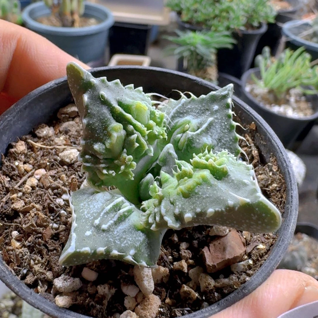 玲***珑343神乐狮子脱土发货