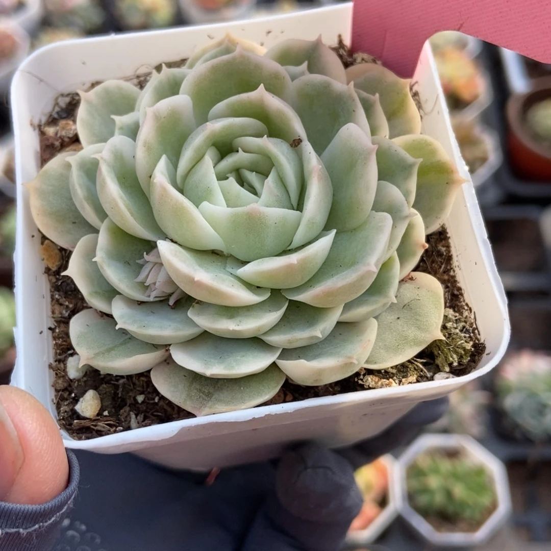 314昂锦多肉植物保护