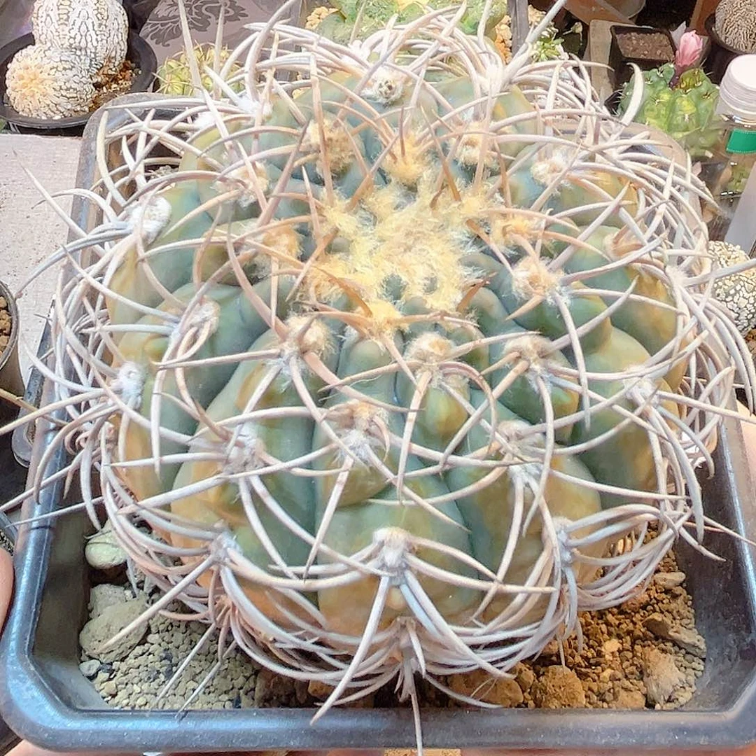 晚55号自根天平含刺11公分