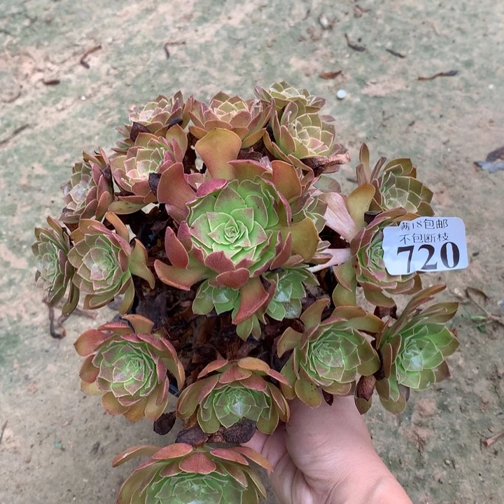 720黑魔手捧外0000