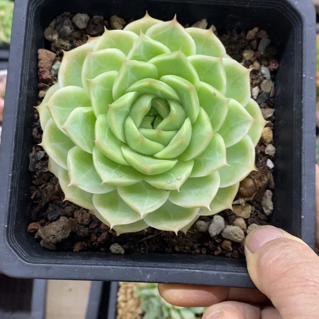 精品多肉一物一拍不包整20
