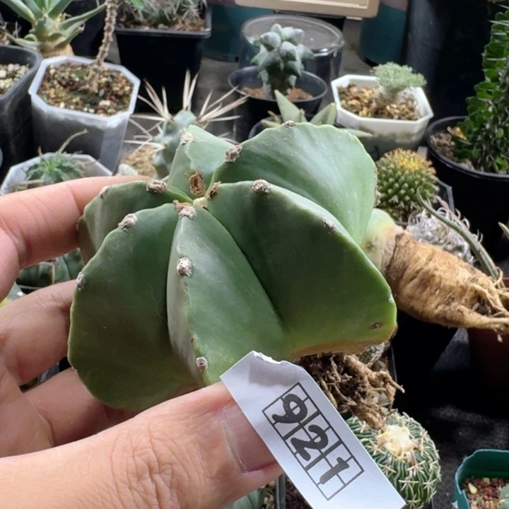 921鸾凤玉脱土发货歪屁股