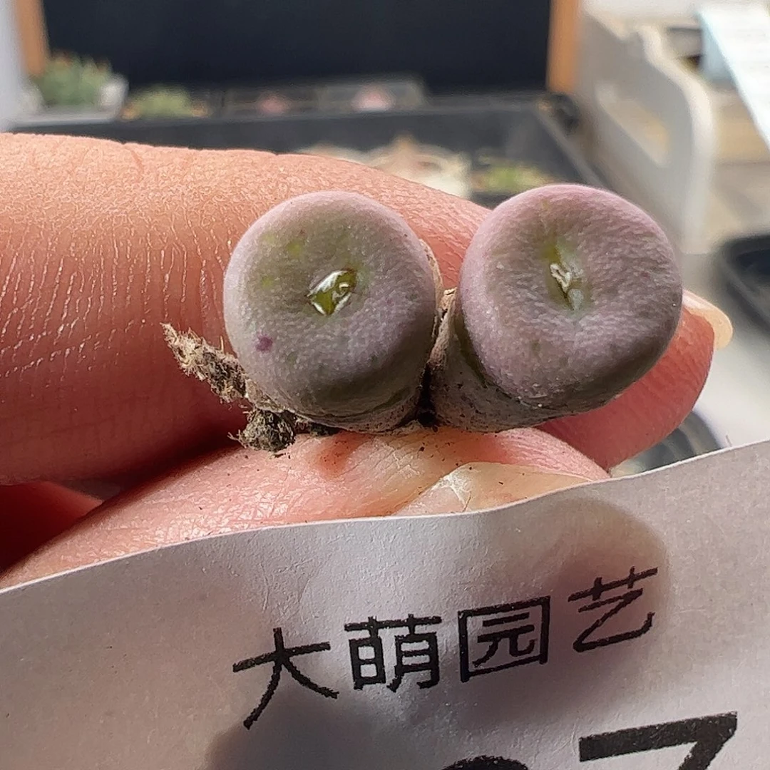 一物一拍。        867