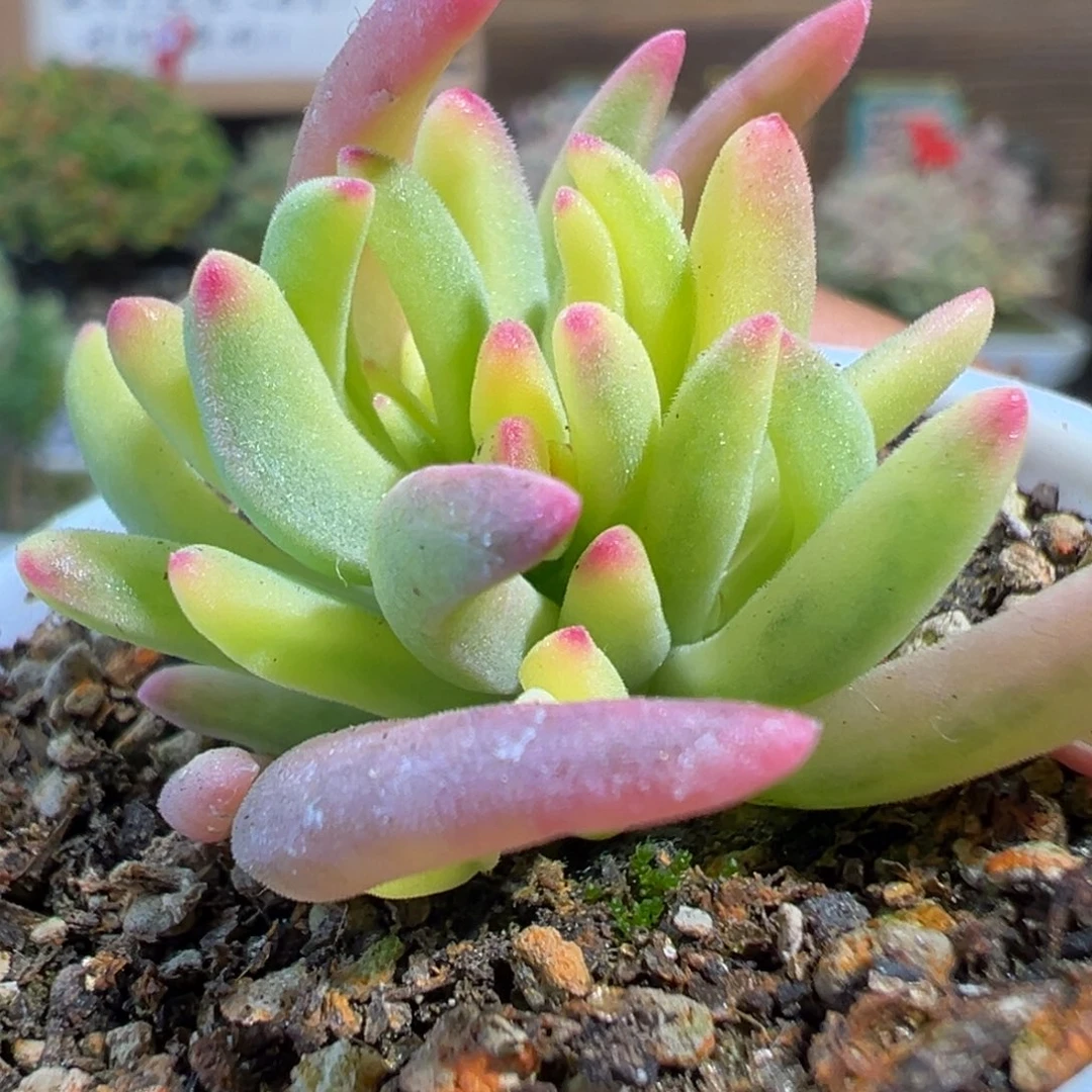 4-455冰化锦黄锦五圆盆枝干番杏