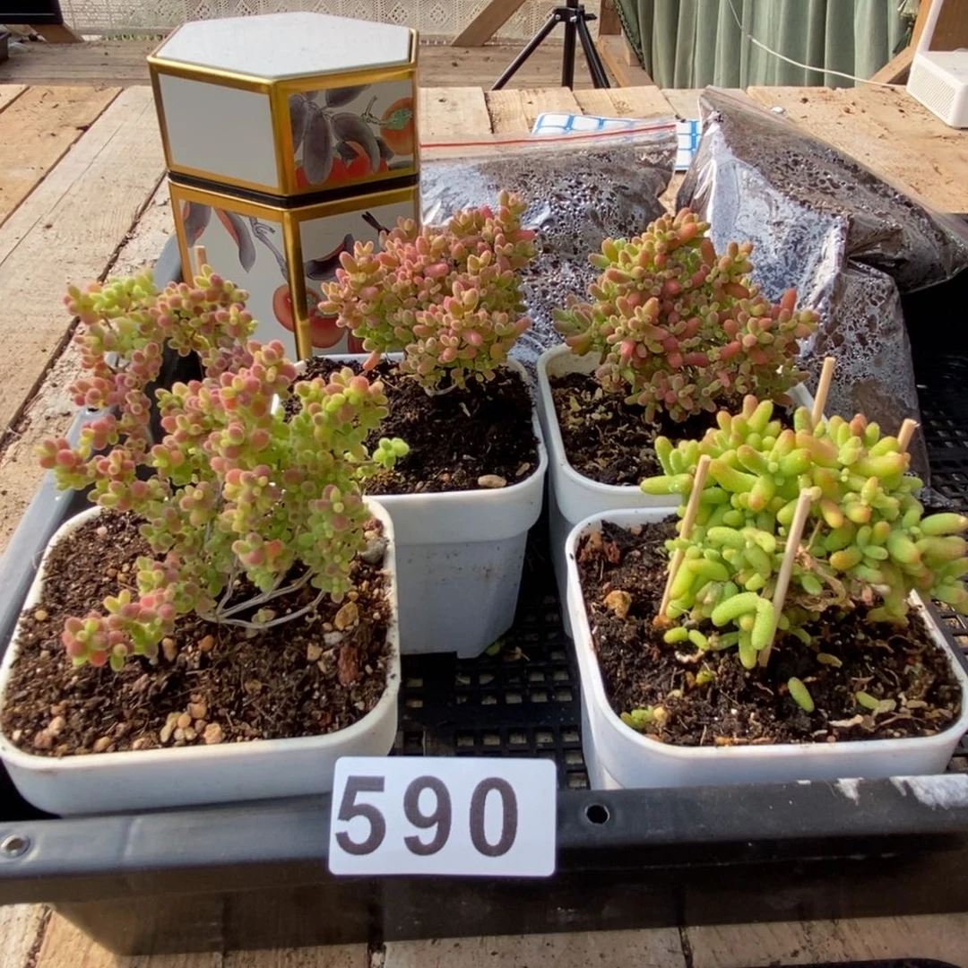 枝干番杏多肉植物590