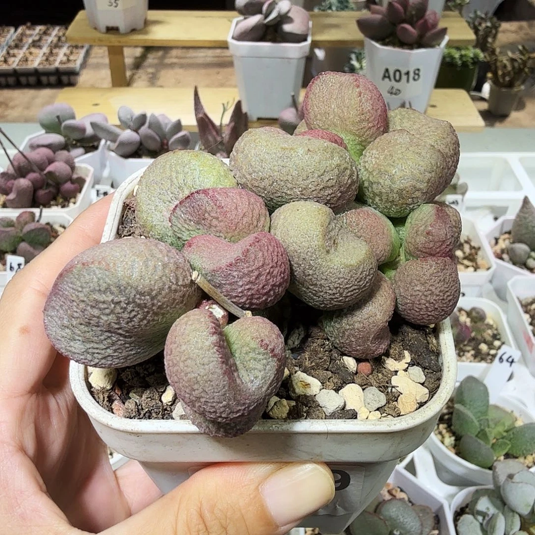 红烧肉水泡多肉植物
