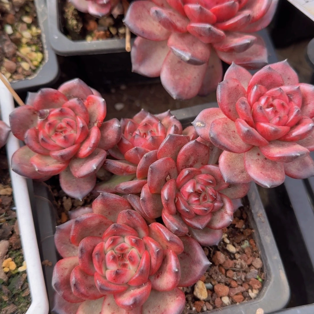 【闪购商品】五头TM