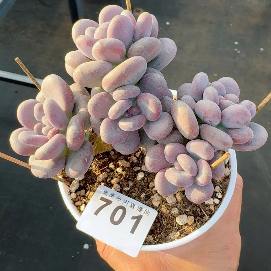 老桩奶酪      愿你一路坦途，乘风破浪展宏图