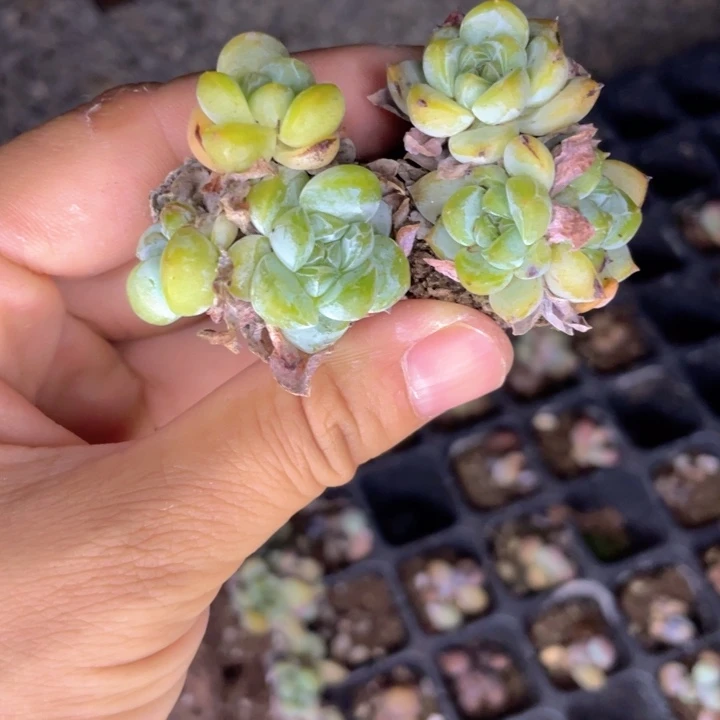 婷***绘一我一拍满18包邮