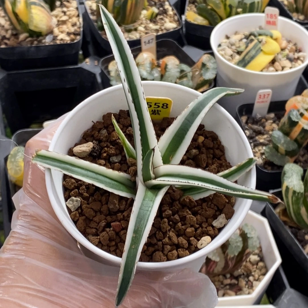 558号冰山锦脱土发货