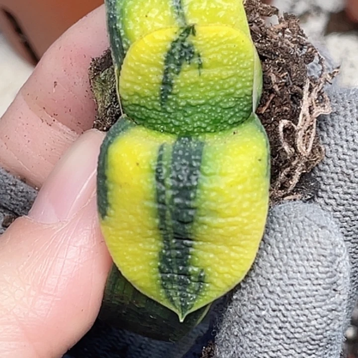 卧牛锦一物一拍4号