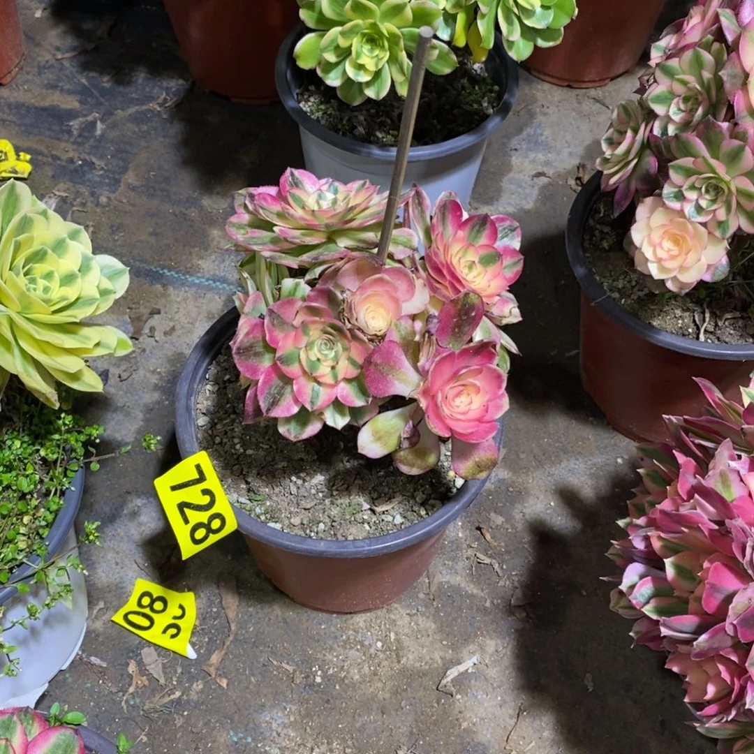 小青城多肉法师728有掉朵