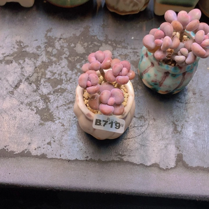 吞***吐一物一拍含盆土满38包邮B719