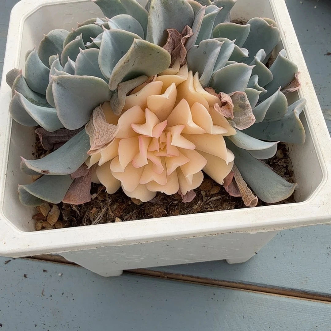 特玉莲锦，阴阳多肉植物