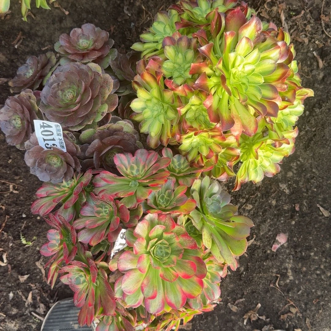 法师3颗4013 19-18