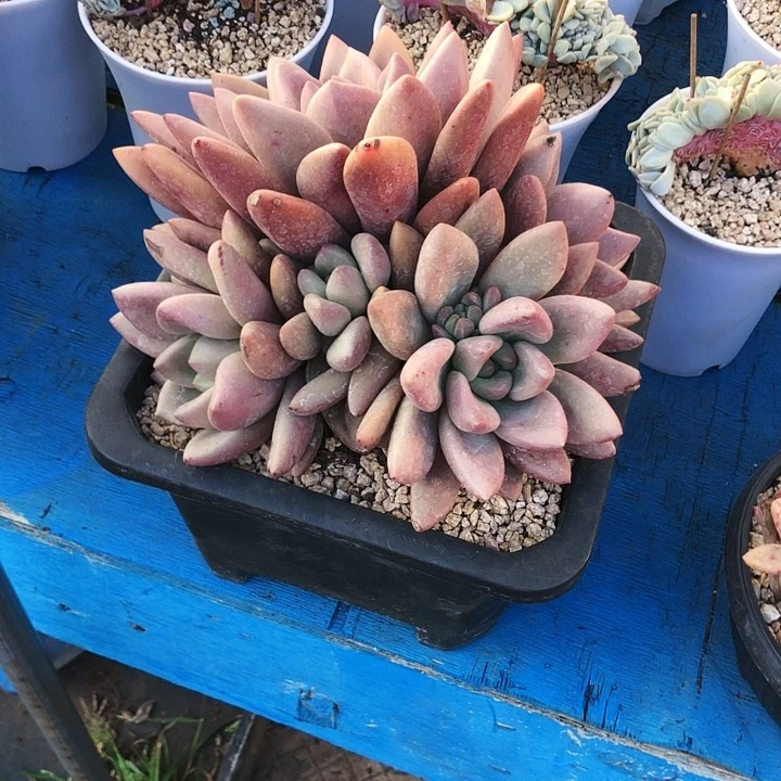 生****！桃花缘群多肉植物