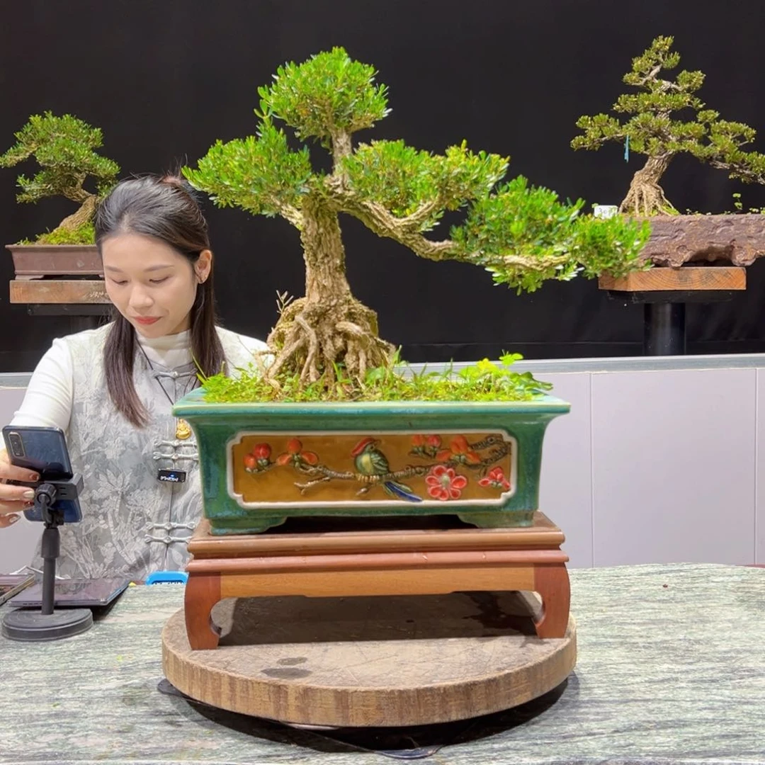 黄杨盆景老桩四季长青高*怀