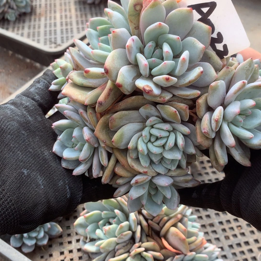 葡**儿A022售后范围：签收起7天内