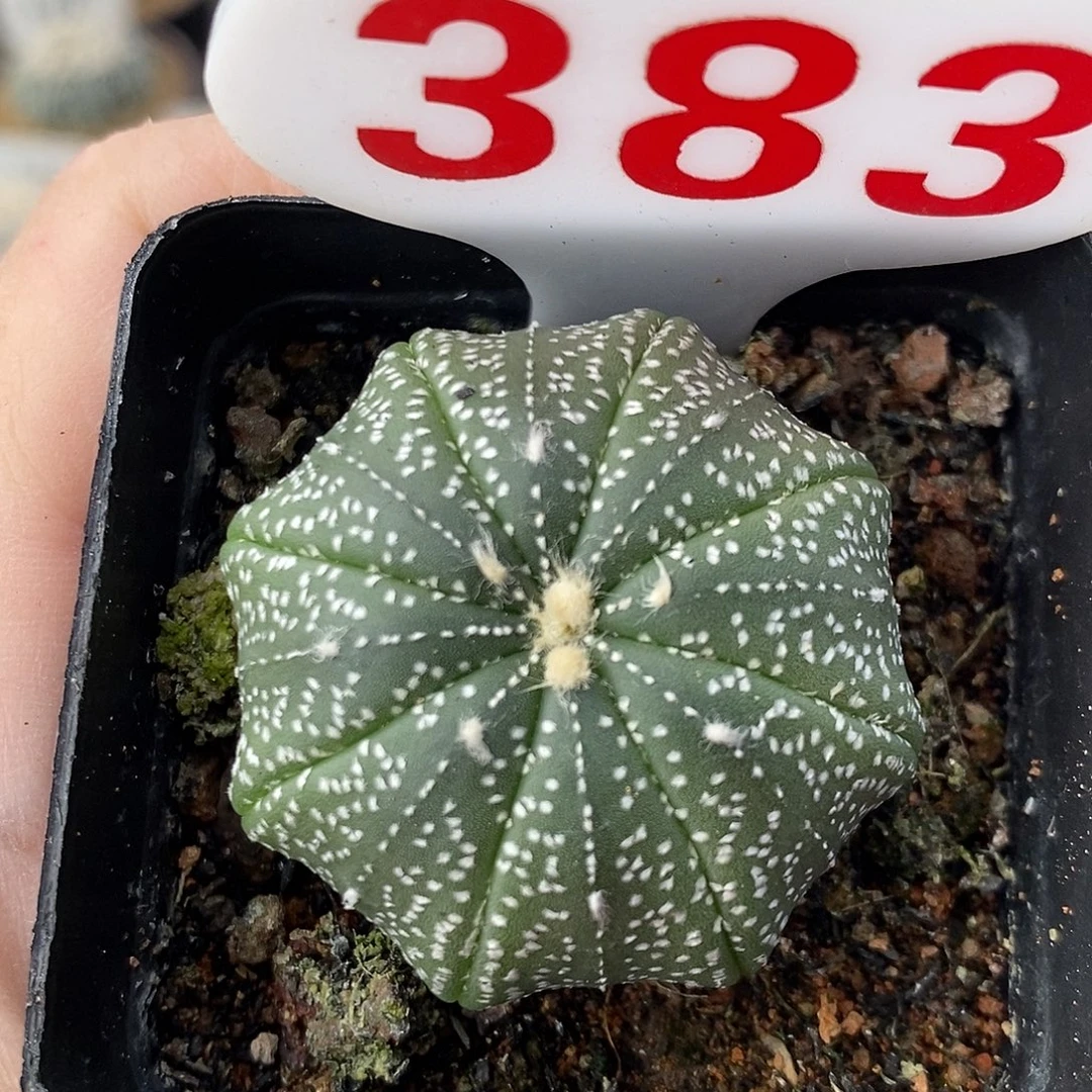 383海星兜系列福利