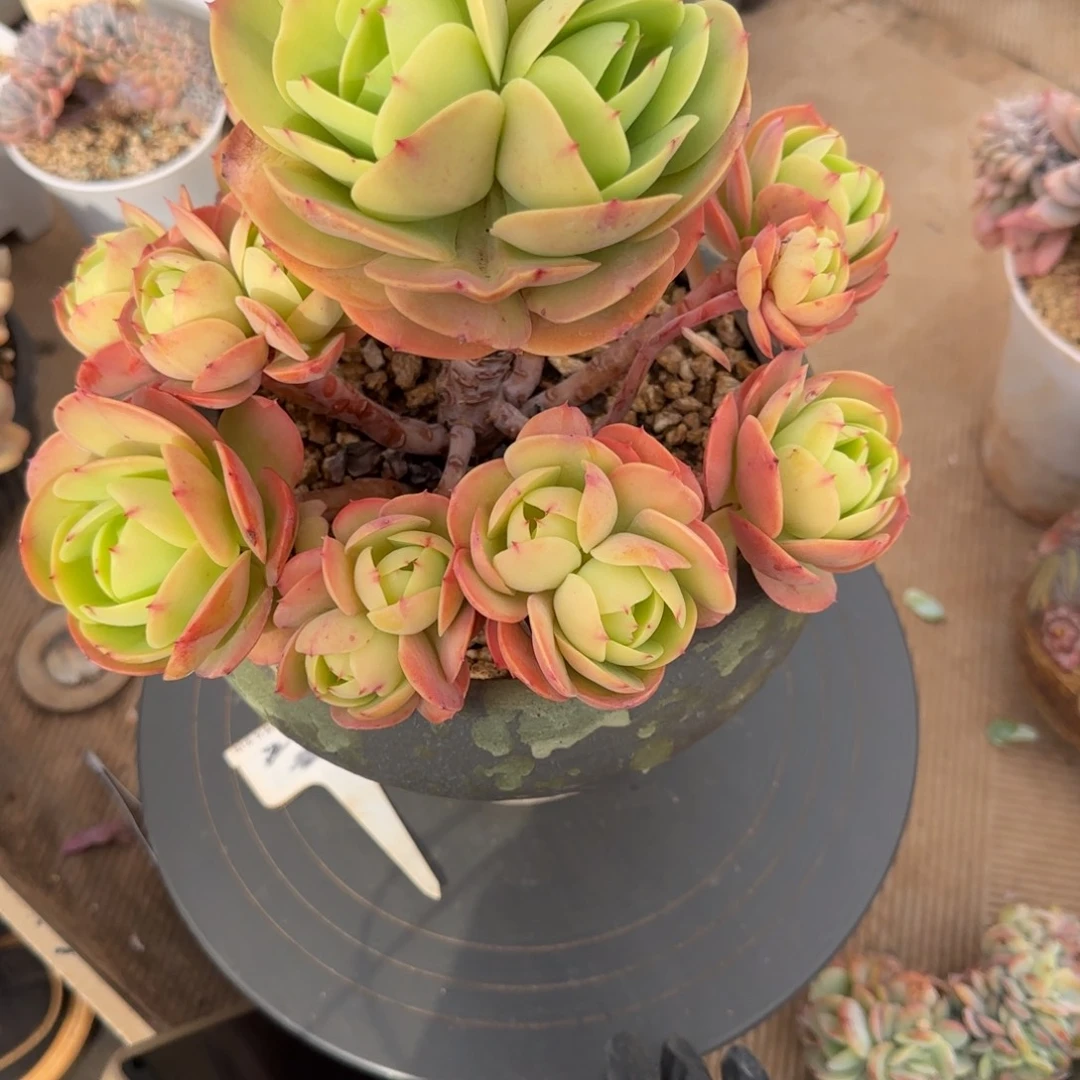 小****5058。      碧桃手捧多肉