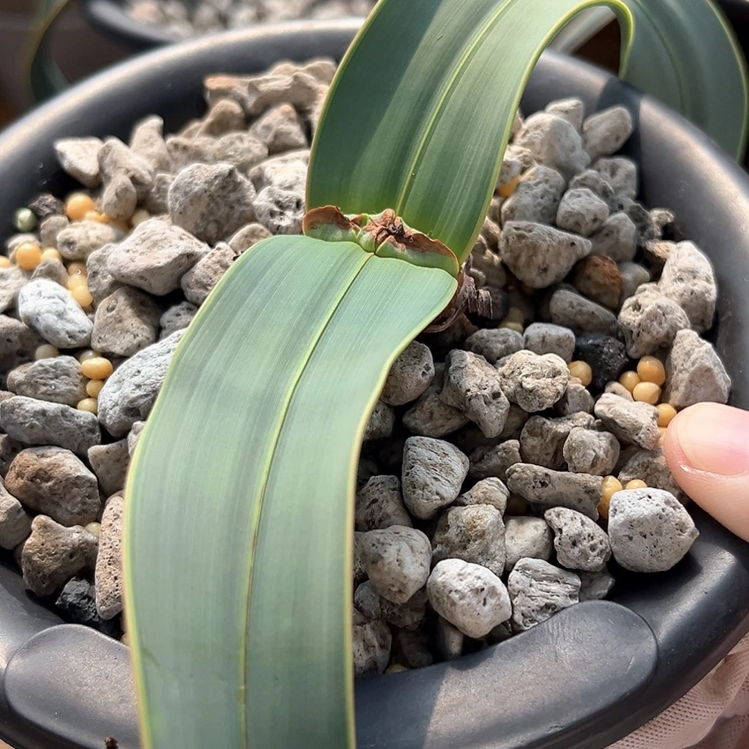 潮流植物百岁兰，双金线，122