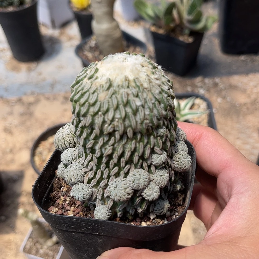 精巧丸多头群生一物一拍