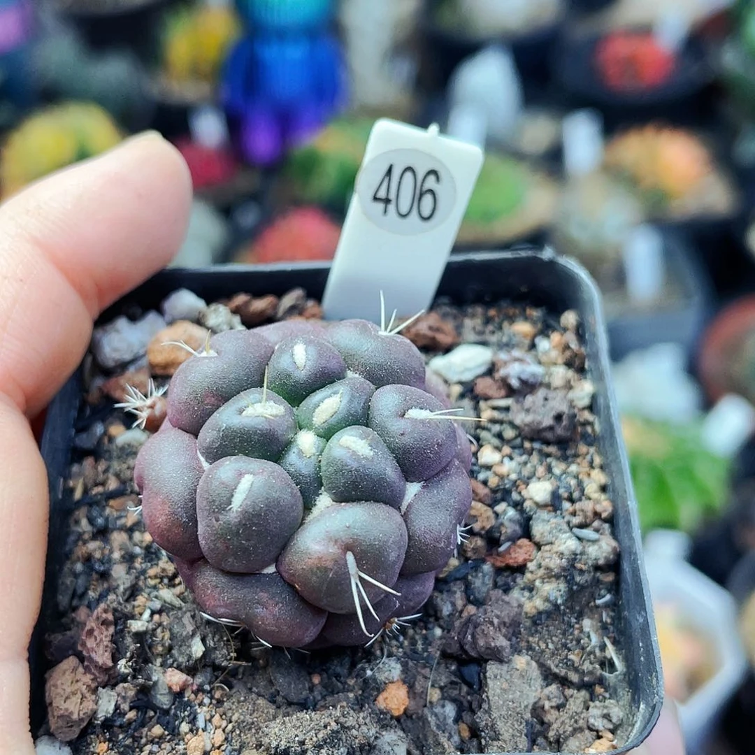 无刺象牙非偏远地区满25包邮仙人球