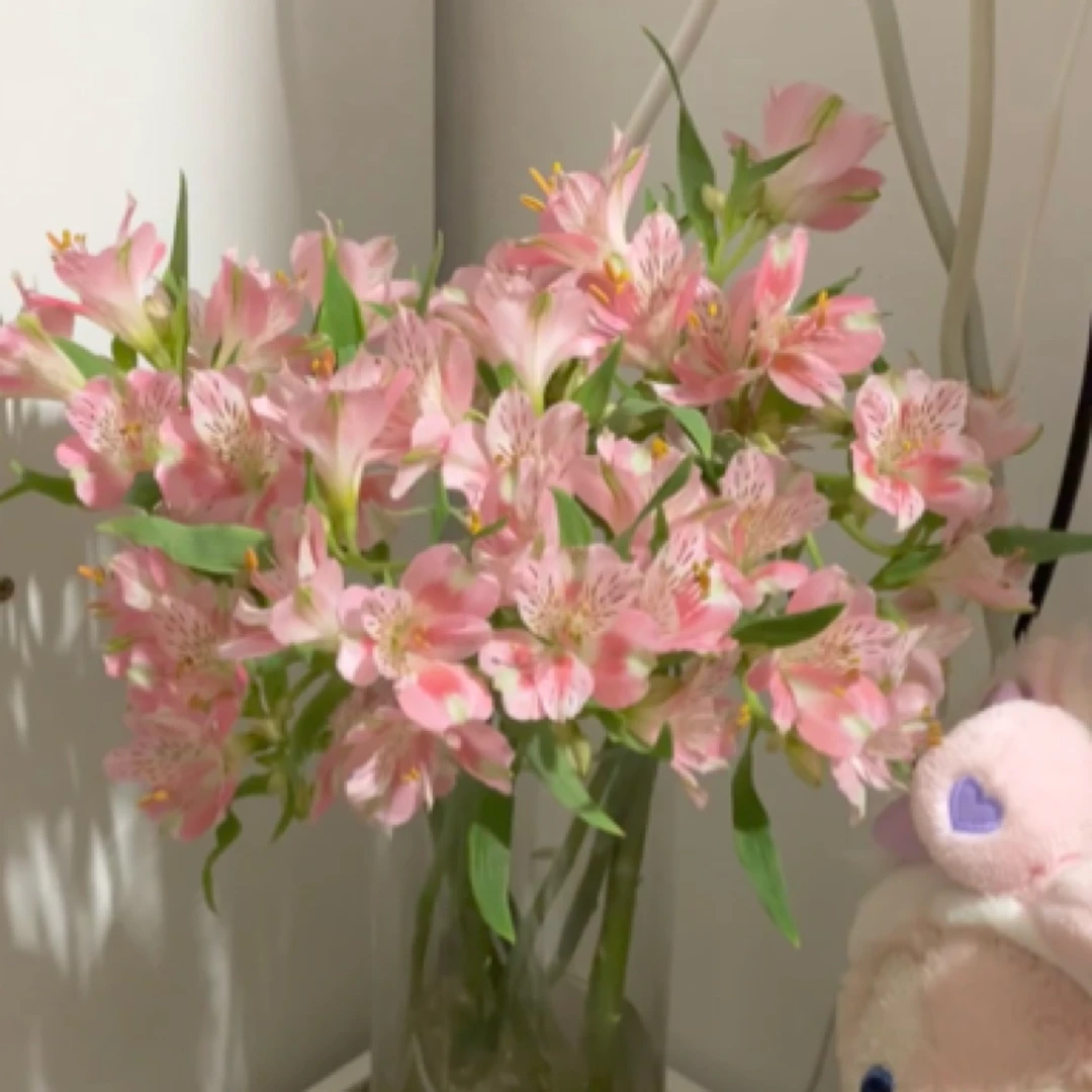 【花边 六初花】水仙百合 云南基地直发