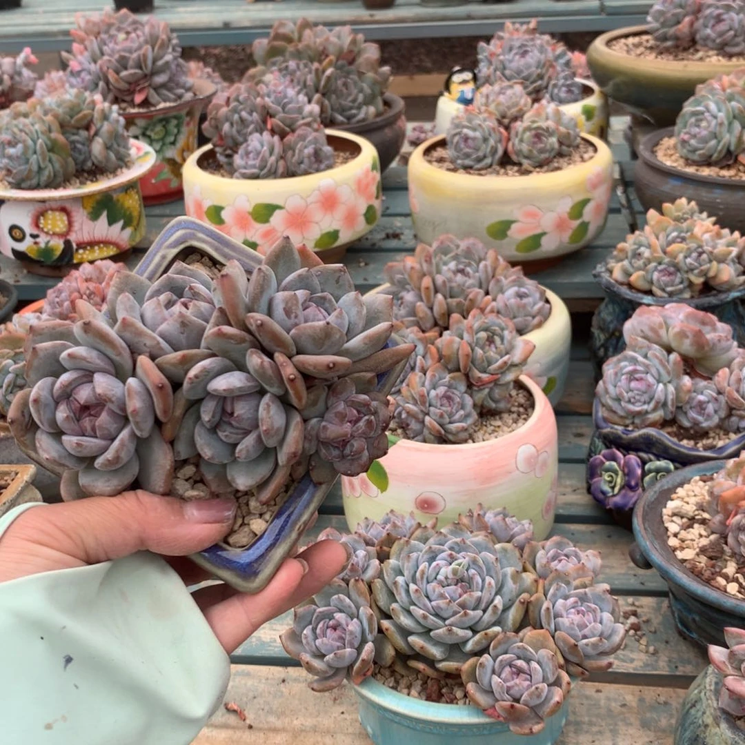 无花朵花花花花花花花花花6