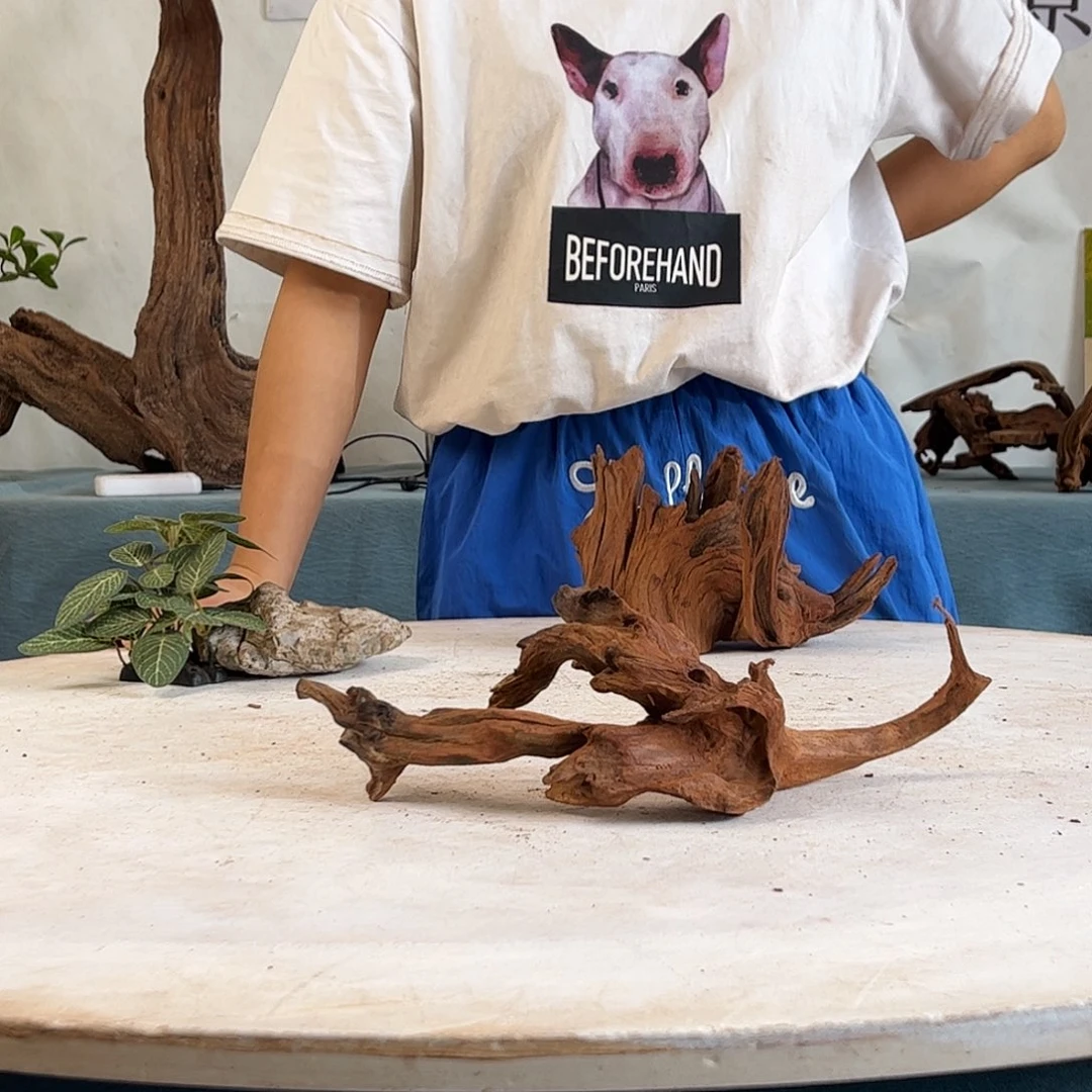 沉木造景寄居蟹景