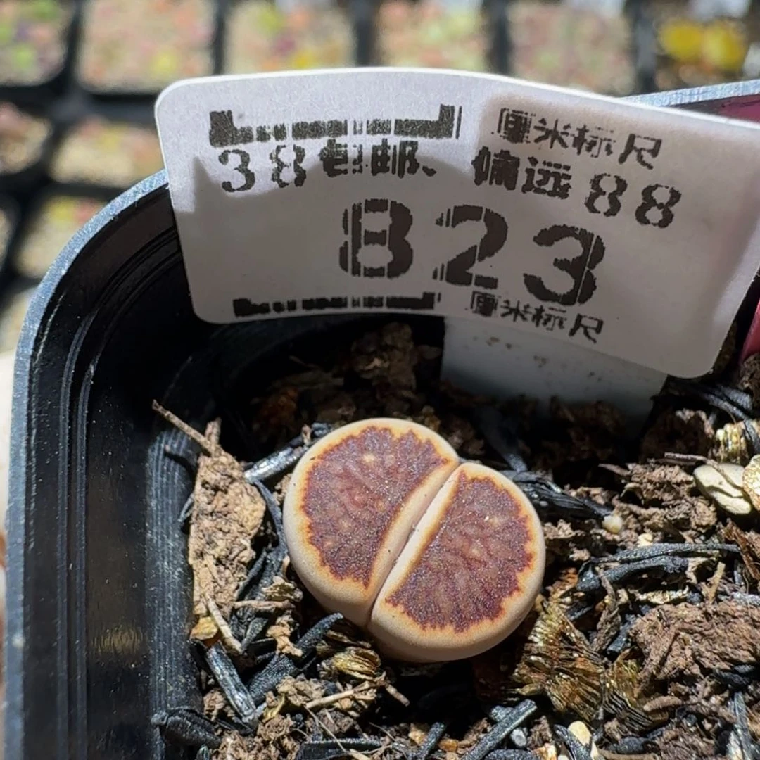 小***乖zzzz生石花肉锥823