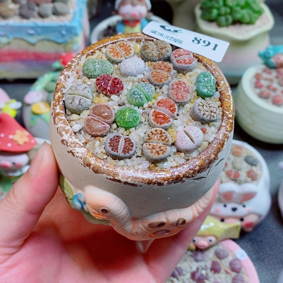 生石花花花花花花花891