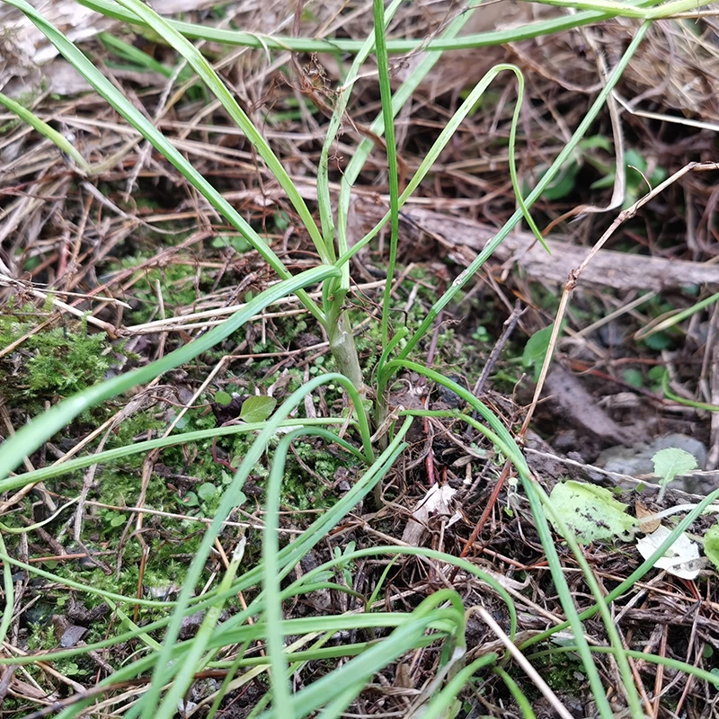 贵州野葱新鲜野蒜春季野菜现挖野生胡葱头小根蒜种子籽苗四川薤白