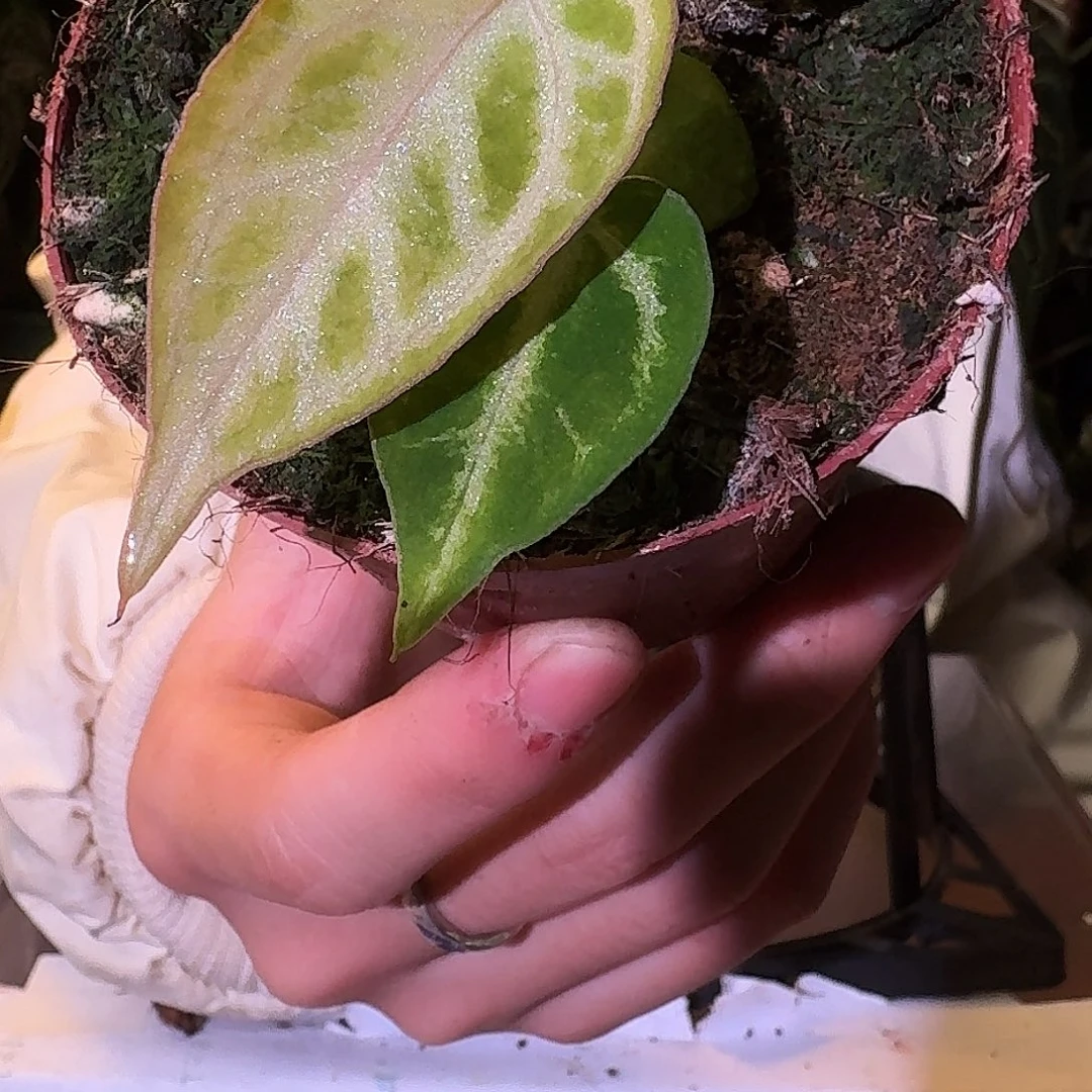 不开花植物W82粉柠檬杂银色闪光