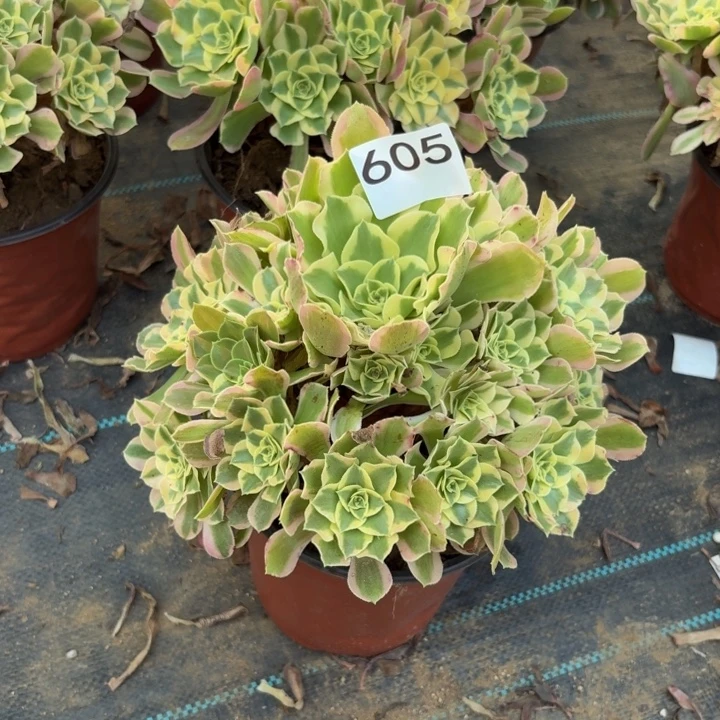 夜罗刹多肉植物不包损605