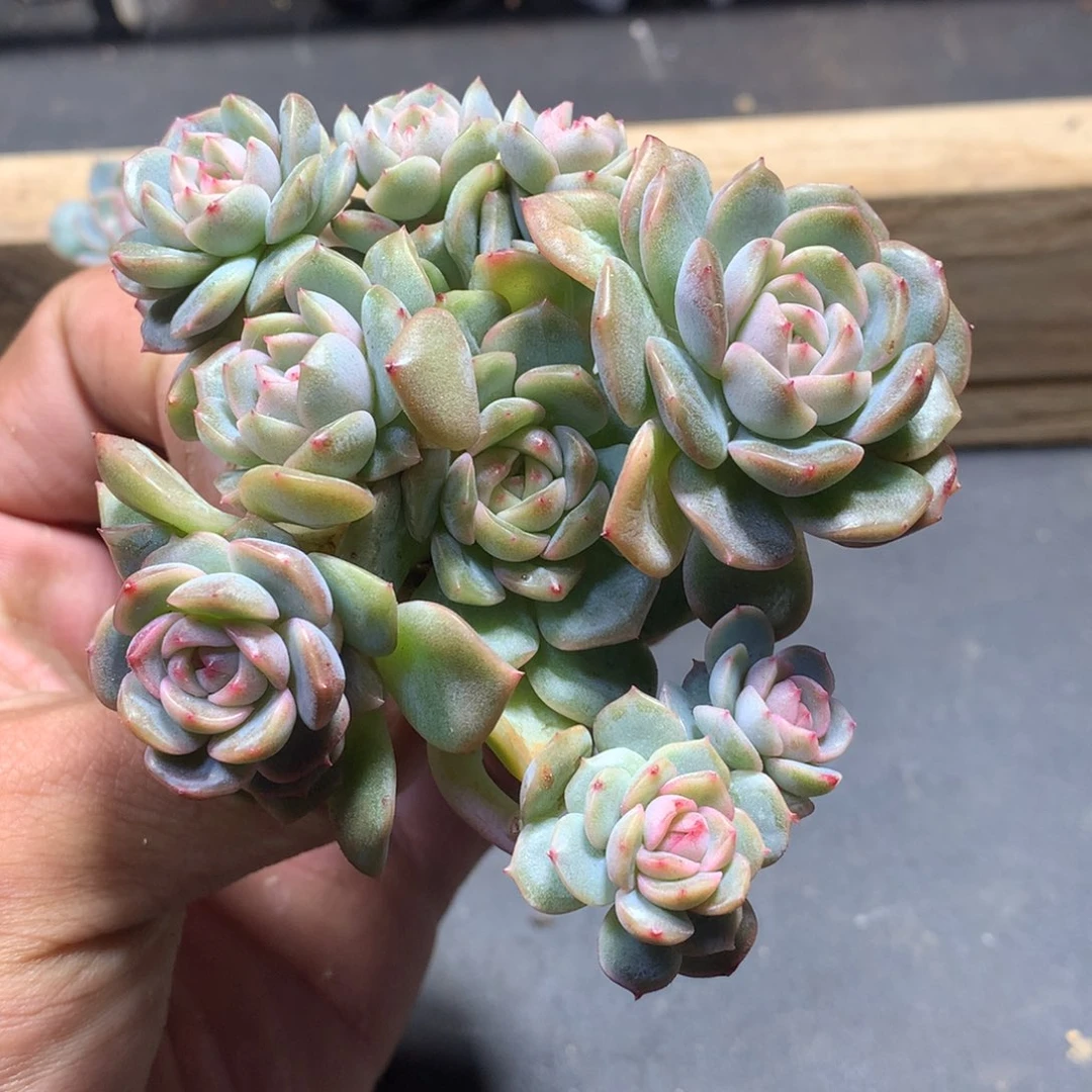 琴心阿凡多肉一物一拍