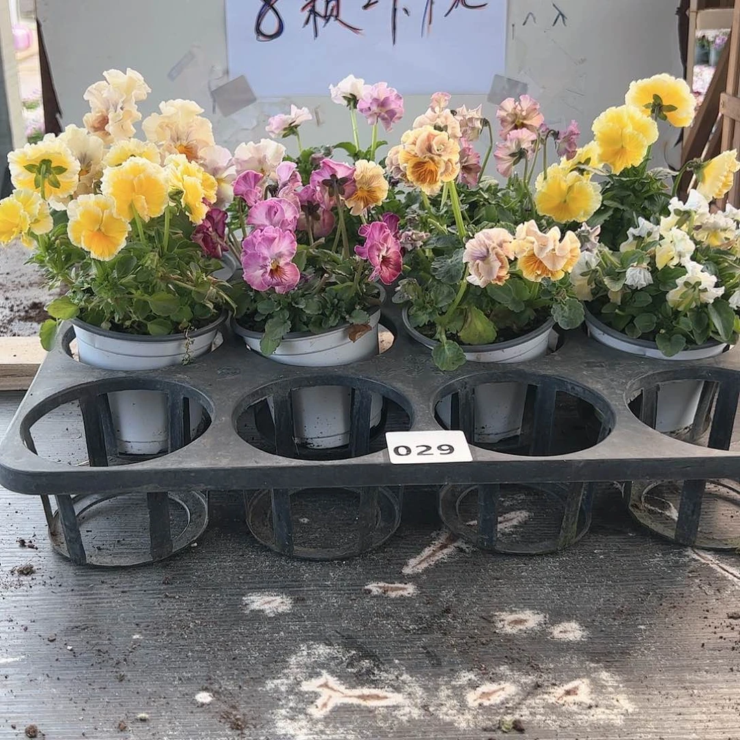 【闪购商品】029号