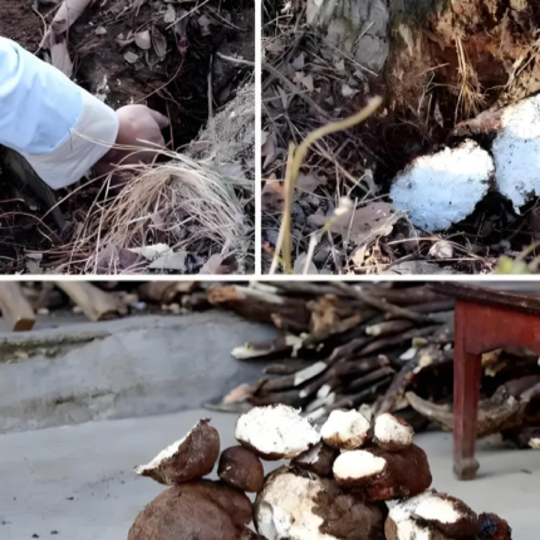 【茯苓】正宗的下山货松茯苓